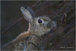 <p>KRÁLÍK DIVOKÝ (Oryctolagus cuniculus) M. Boleslav - Radouč /European rabbit - Wildkaninchen/</p>